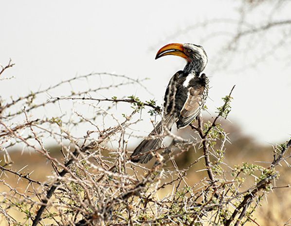 oiseau rapace etosha namibie