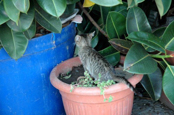 petite chatte mignonne