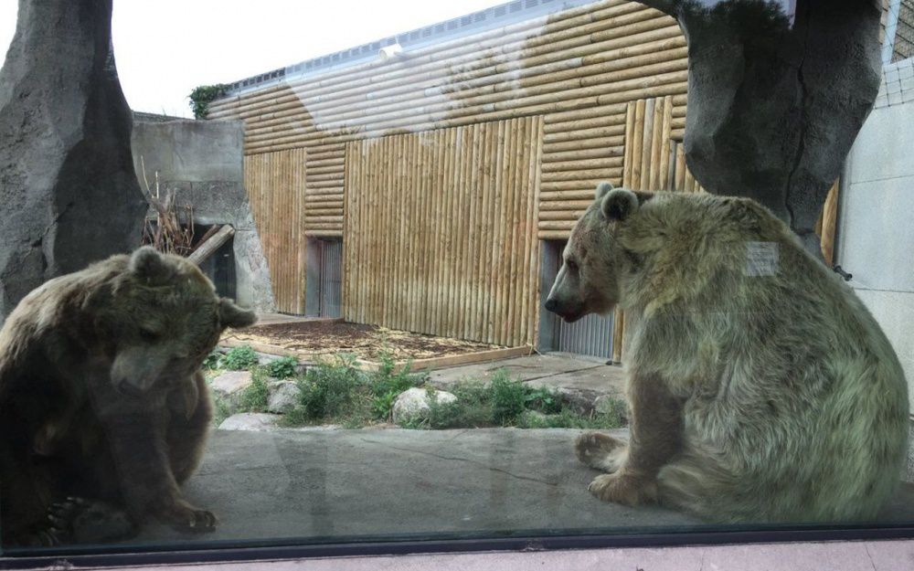 Ours dans les zoos: &quot;Il y a une prise de conscience que l'animal sauvage n'a pas sa place dans un enclos&quot;