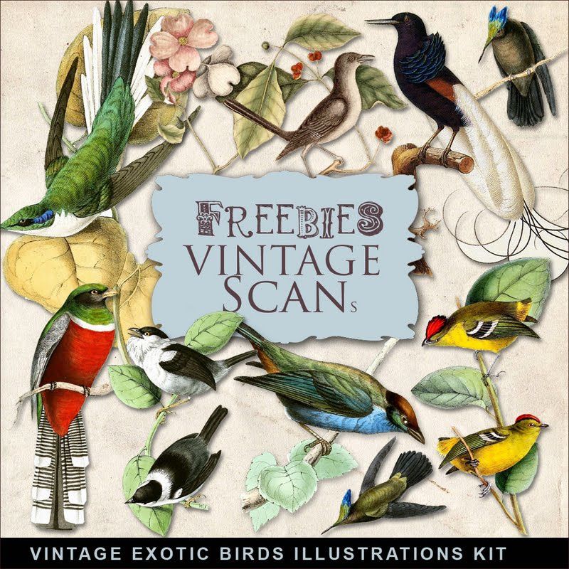 Freebies-Vintage-Exotic-Birds-Illustrations-oiseaux-exotiques-