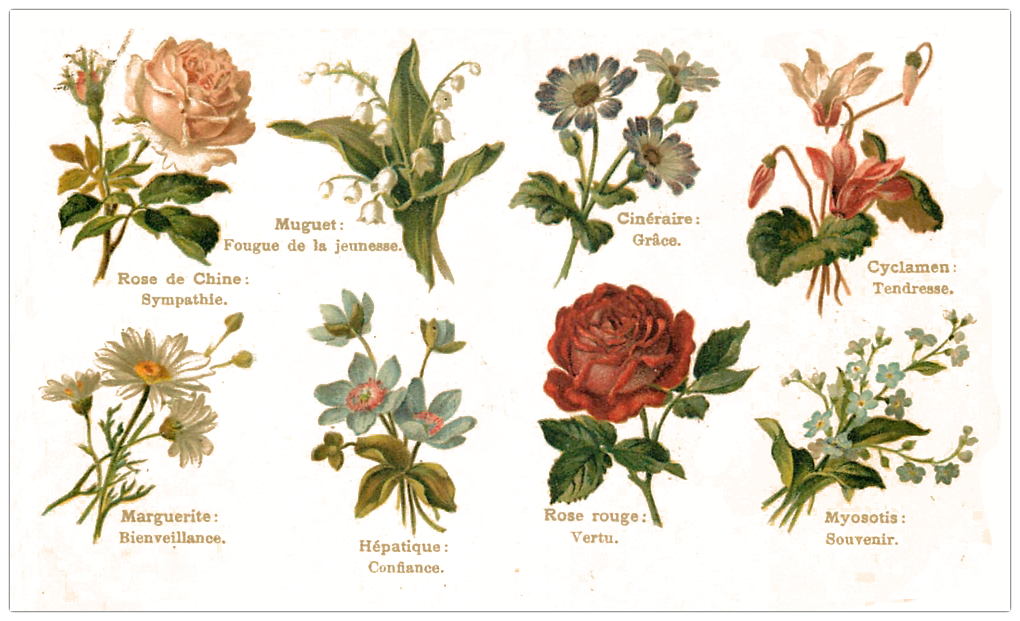 Une Liste De Fleur Avec Leur Langage Et Leur Signification