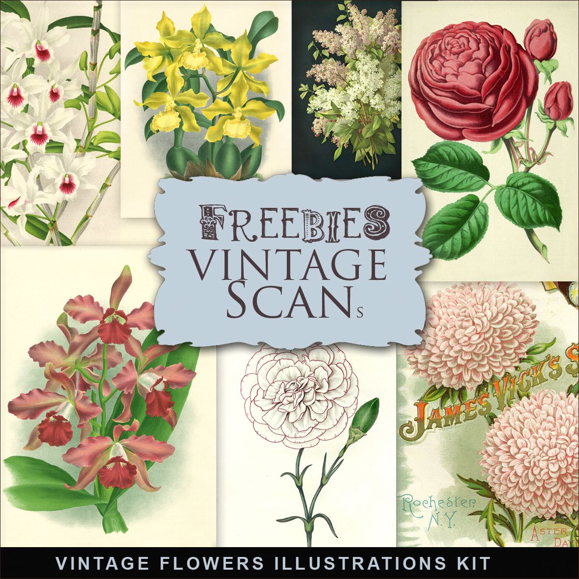 Freebies Kit of Vintage Postcards with Orchids, Freebies, Postcards, Vintage, Flowers, Vintage Orchids, Vintage orchidées, Orchidées, fleurs vintage, Kit de scrapbooking vintage, Scrapbook kit vintage,