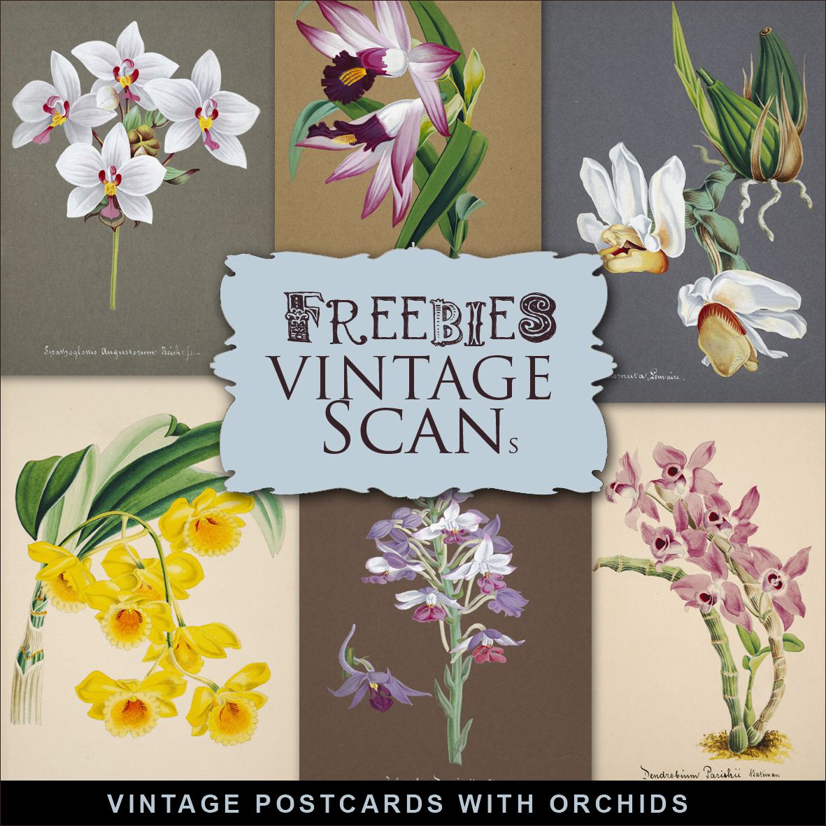 Freebies Kit of Vintage Postcards with Orchids, Freebies, Postcards, Vintage, Flowers, Vintage Orchids, Vintage orchidées, Orchidées, fleurs vintage, Kit de scrapbooking vintage, Scrapbook kit vintage,