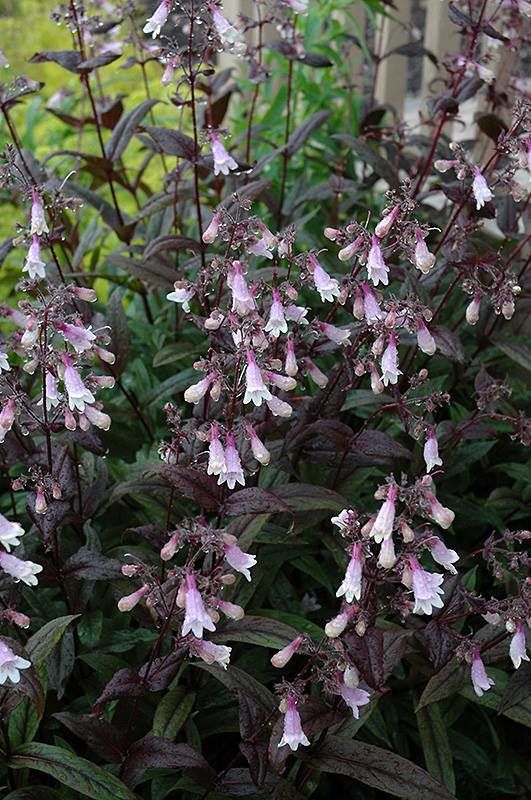 Merci aux Seedlovers - Flo des Ardennes