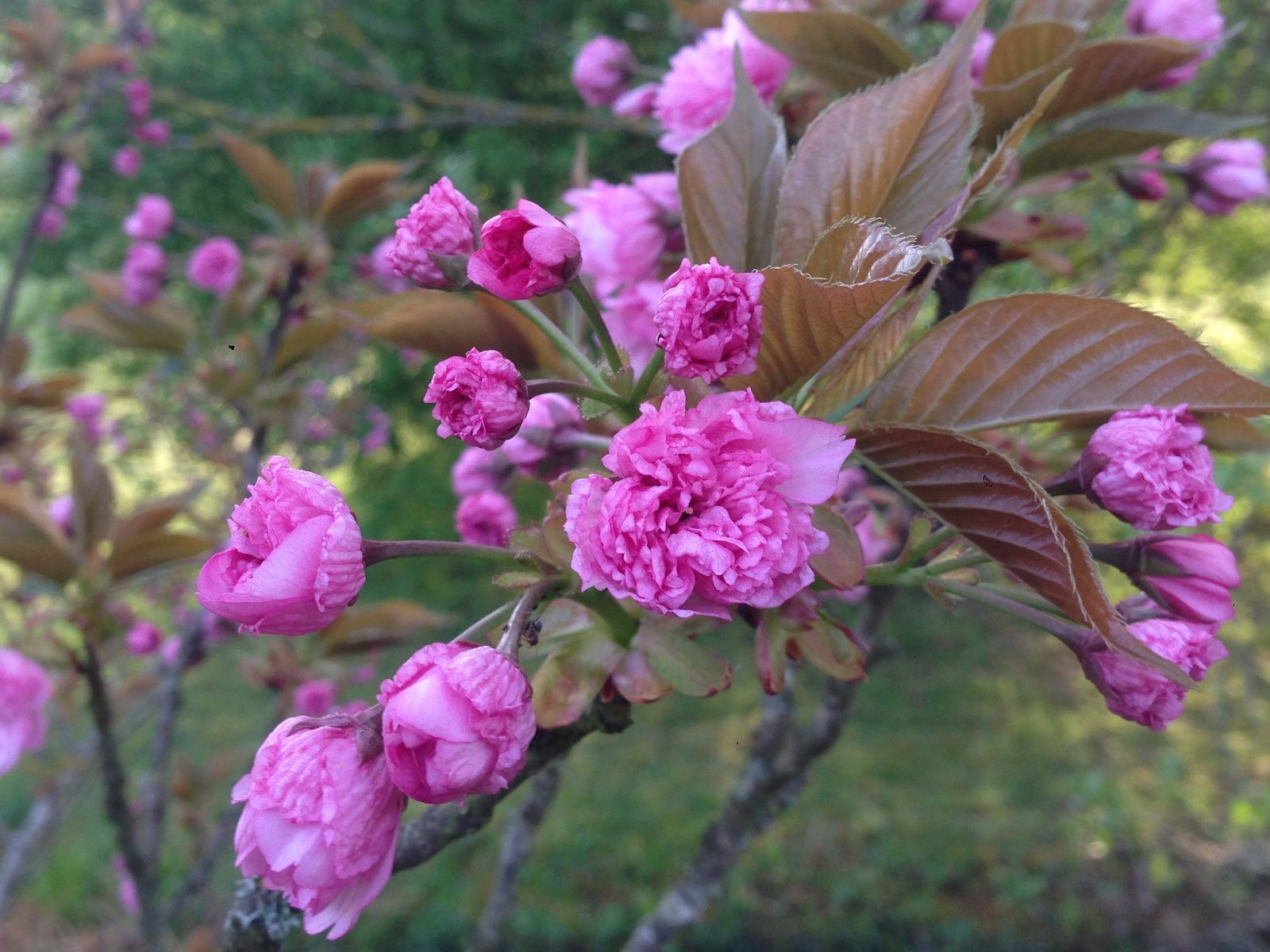 Prunus serrulata ' Kiku-Shidare-Sakura ' 