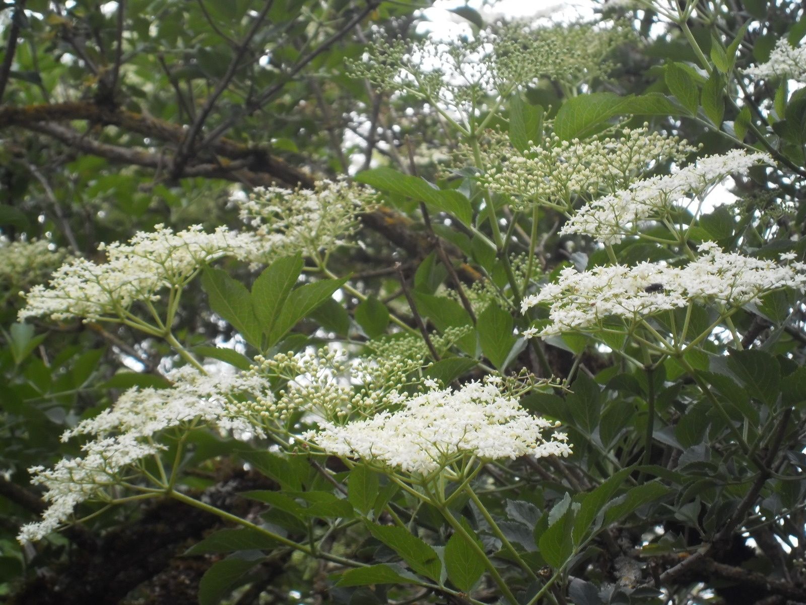 sirop de sureau