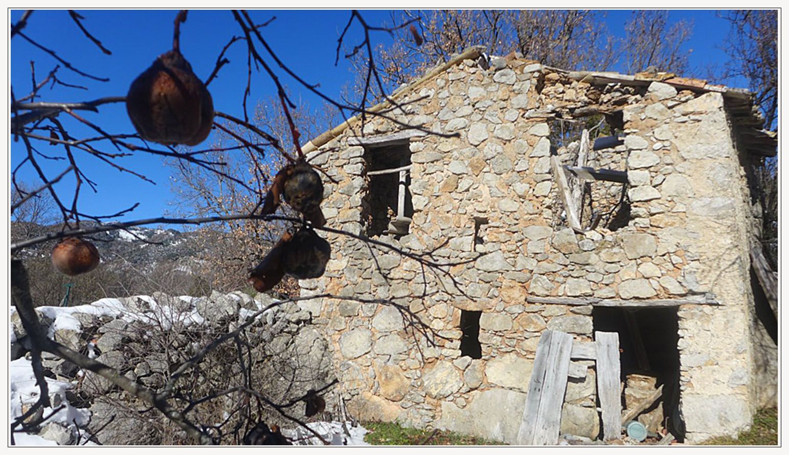 UN VERGER VILLAGEOIS POUR REINTRODUIRE LA PRUNE « PERDIGON » St Julien du Verdon