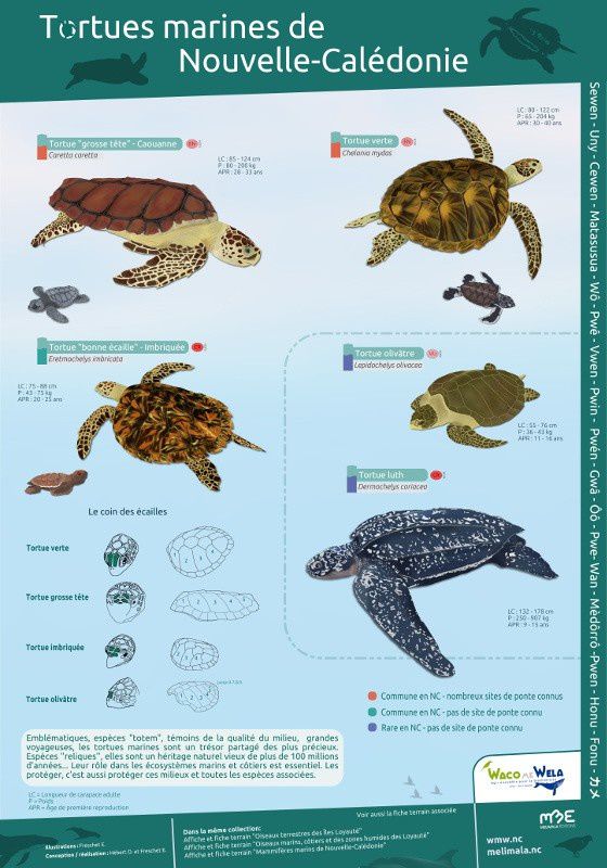 Les tortues de Nouvelle-Calédonie.