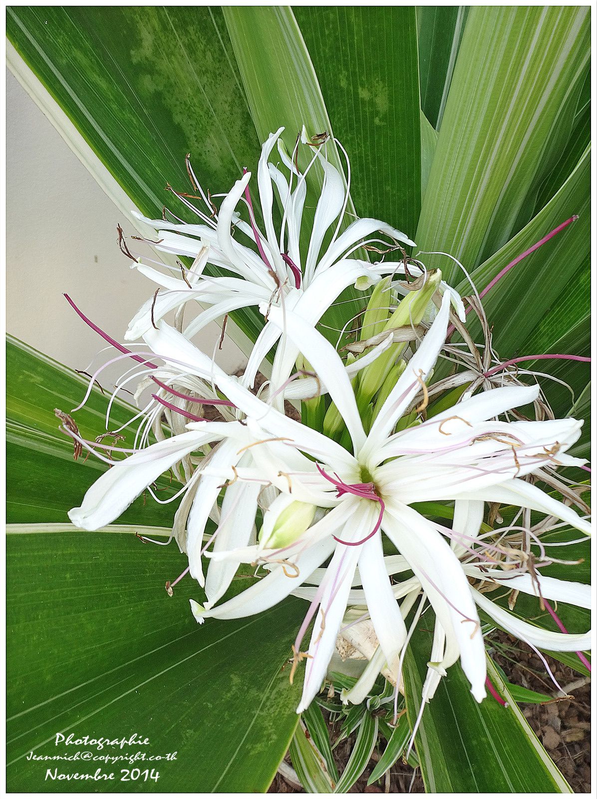 Le lys du Bengale, magnifique plante en pleine floraison. - Le blog de  khon-kaen et de l'Issan