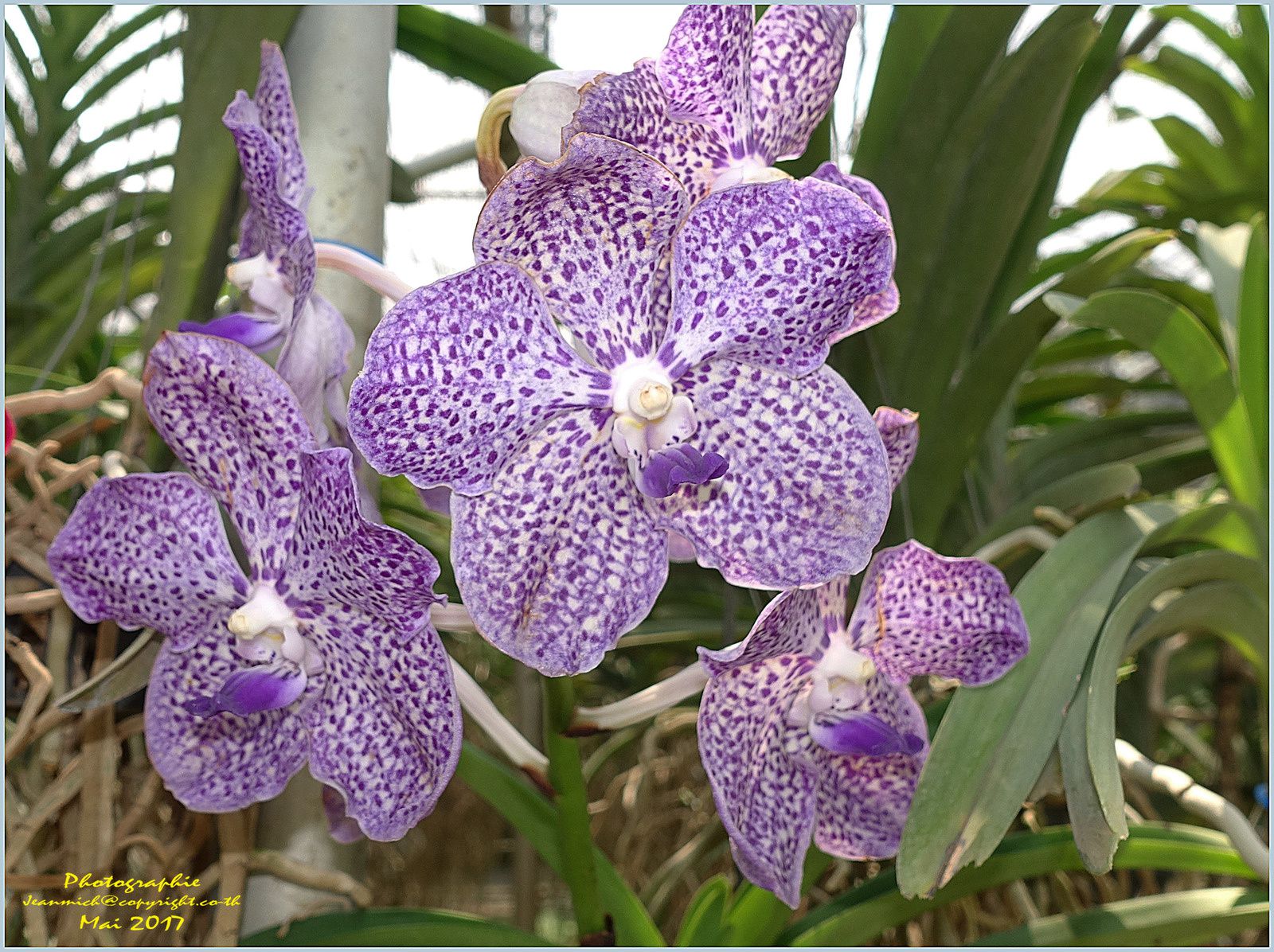 Les orchidées de Chiang Mai