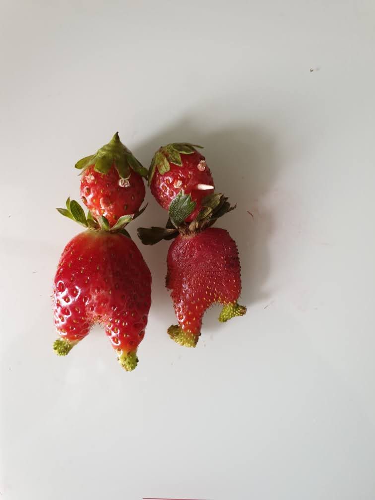 Surprise de la nature: Monsieur et Madame fraise