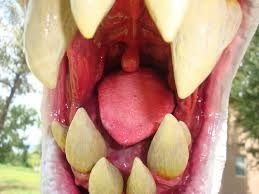 plante-carnivore
