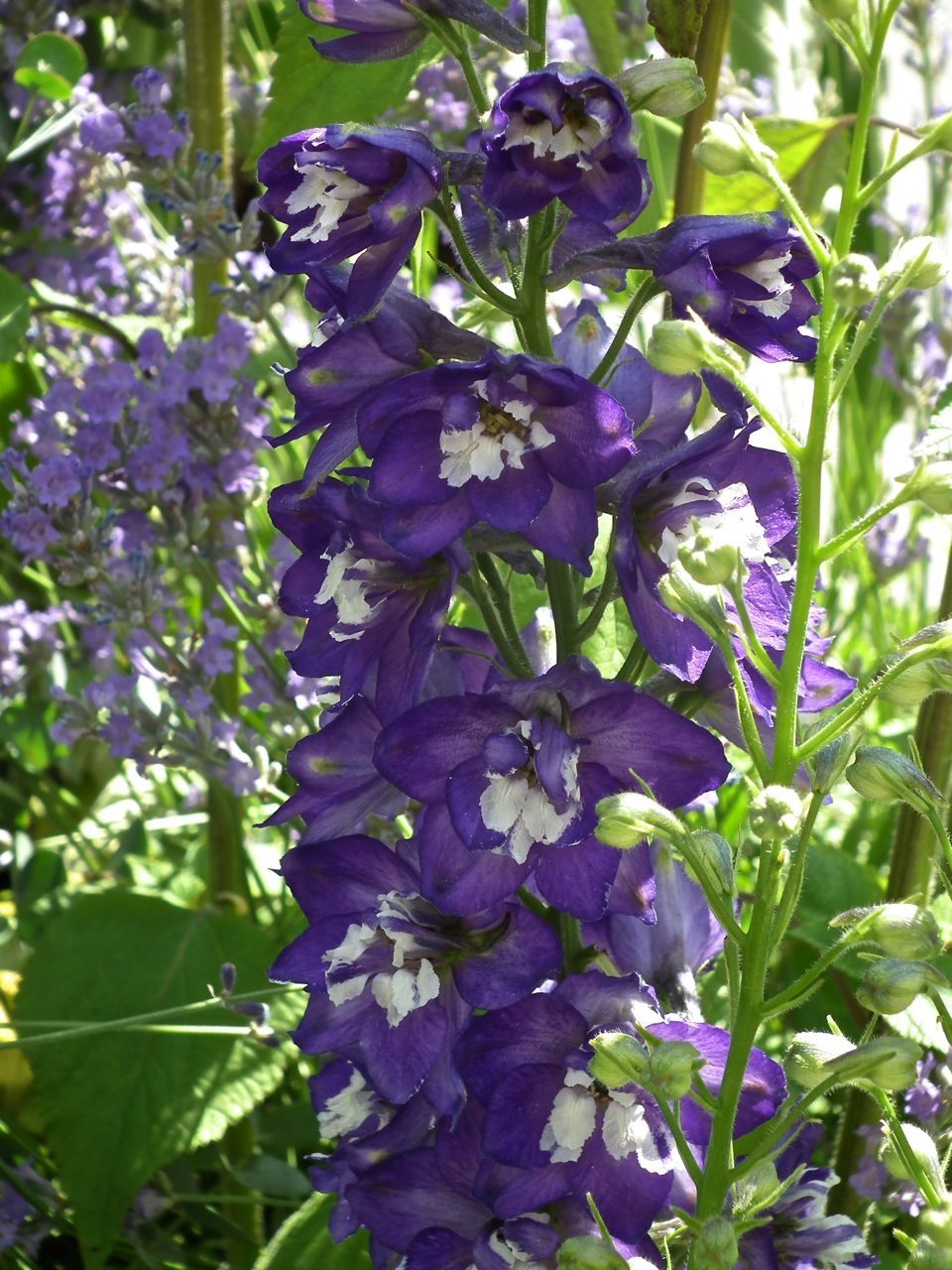 Lundi classique. N°39