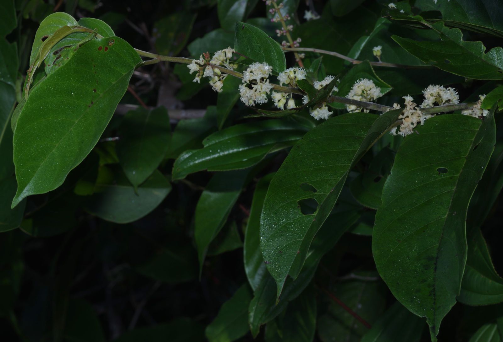 Emmotum fagifolium