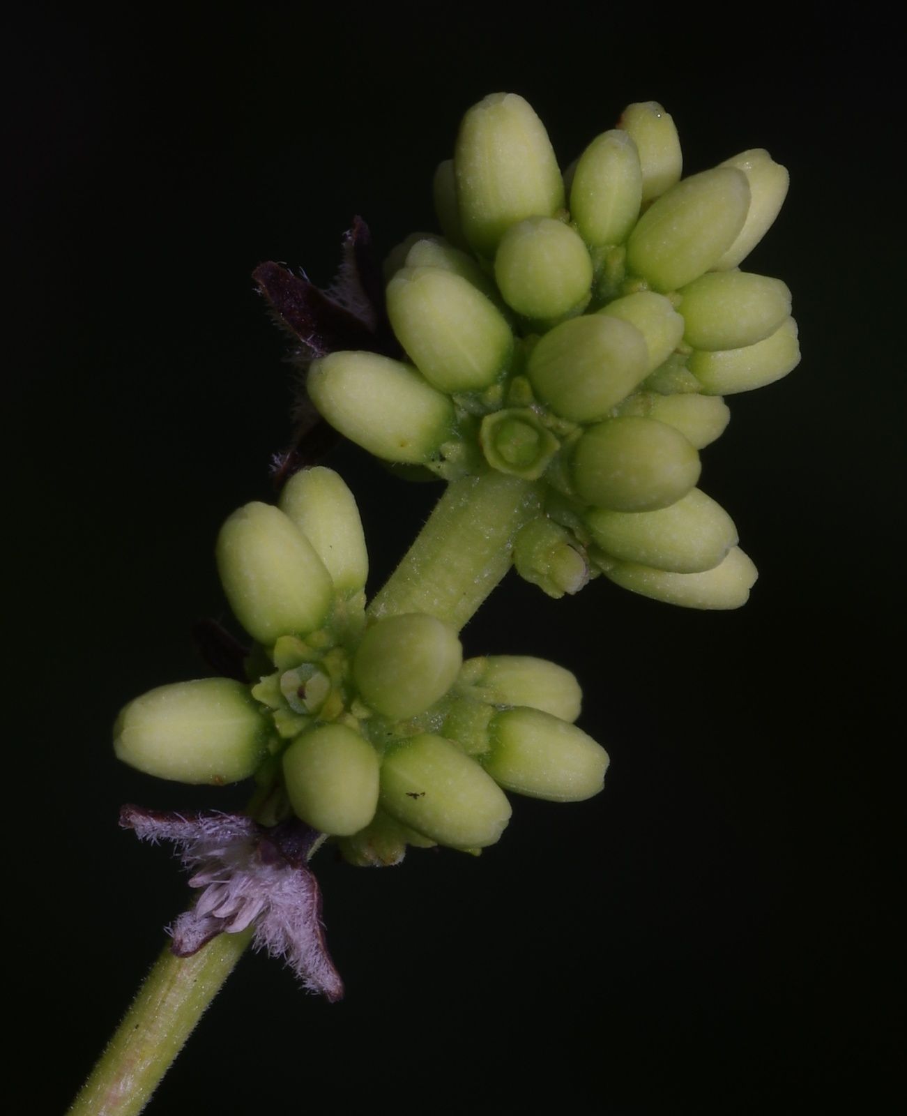 Pagamea guianensis