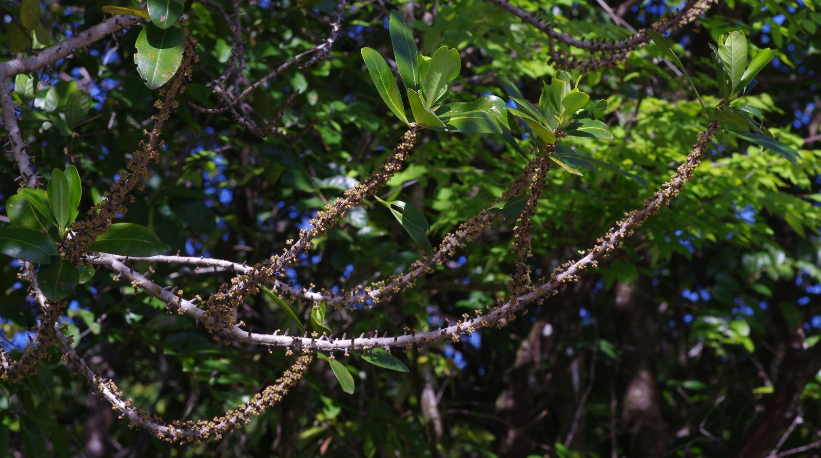 Myrsine guianensis