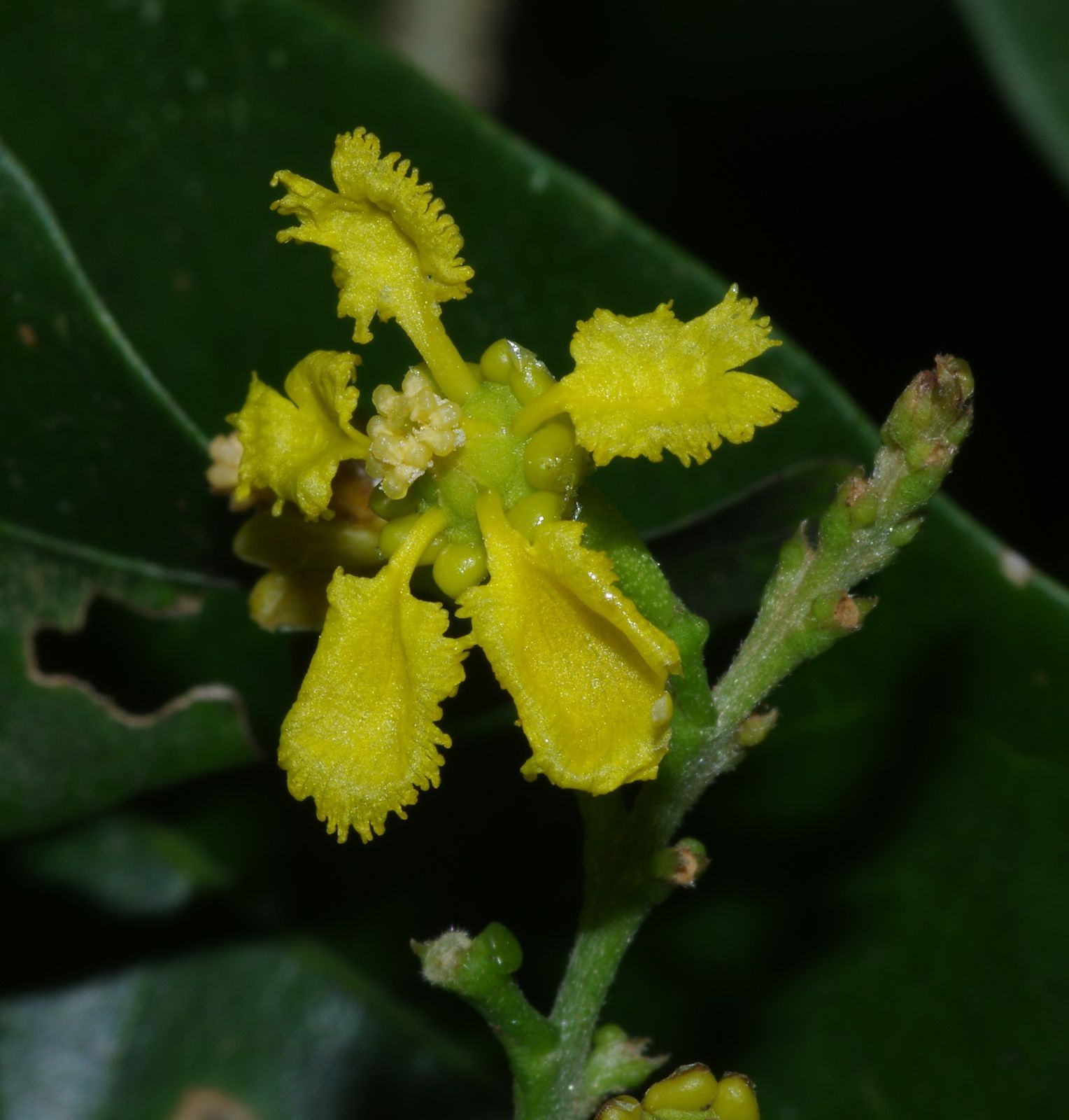 Bunchosia apiculata