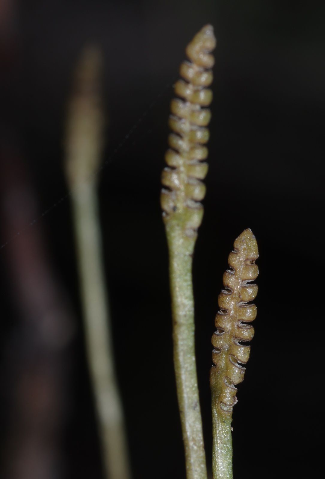 Ophioglossum sp (O. ellipticum ?)