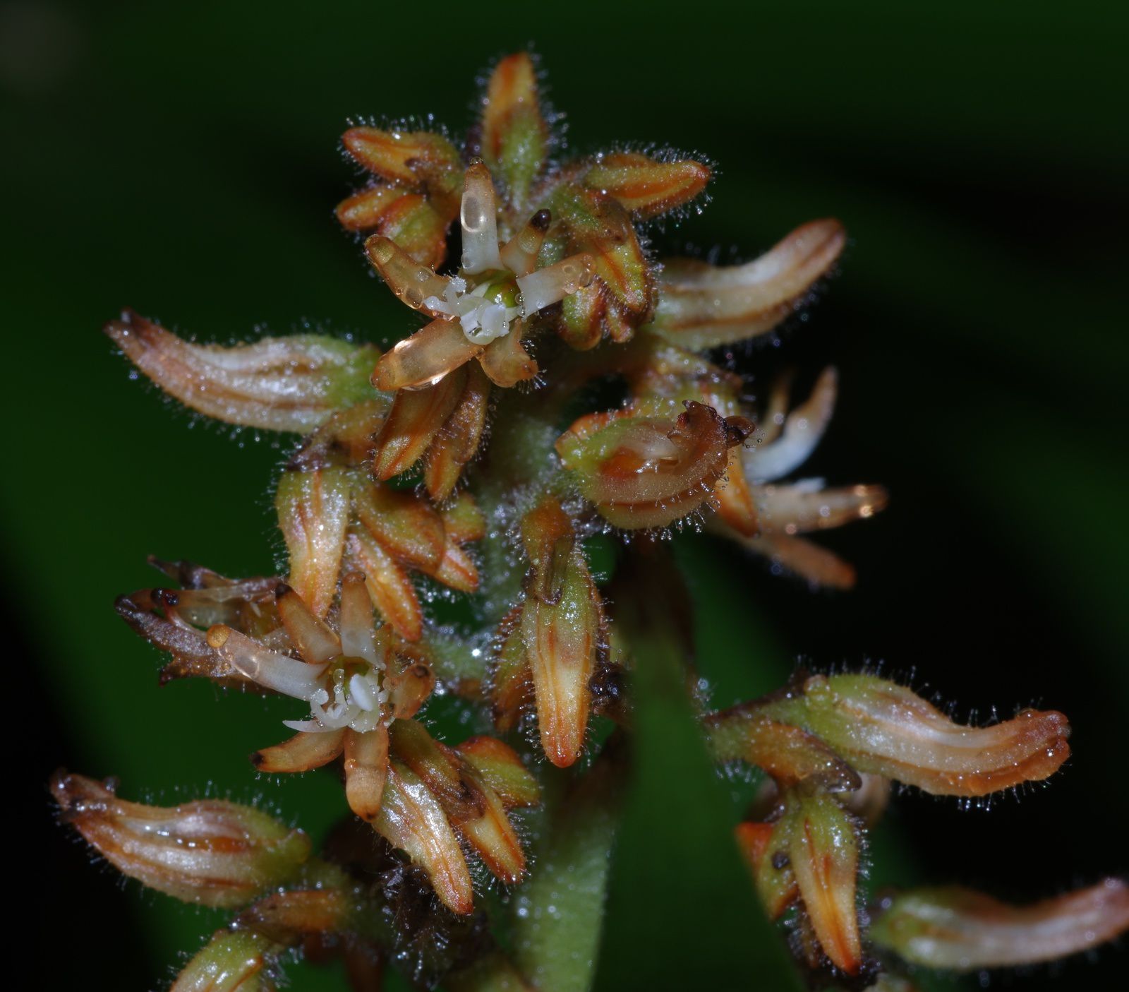 Schiekia orinocensis subsp. silvestris