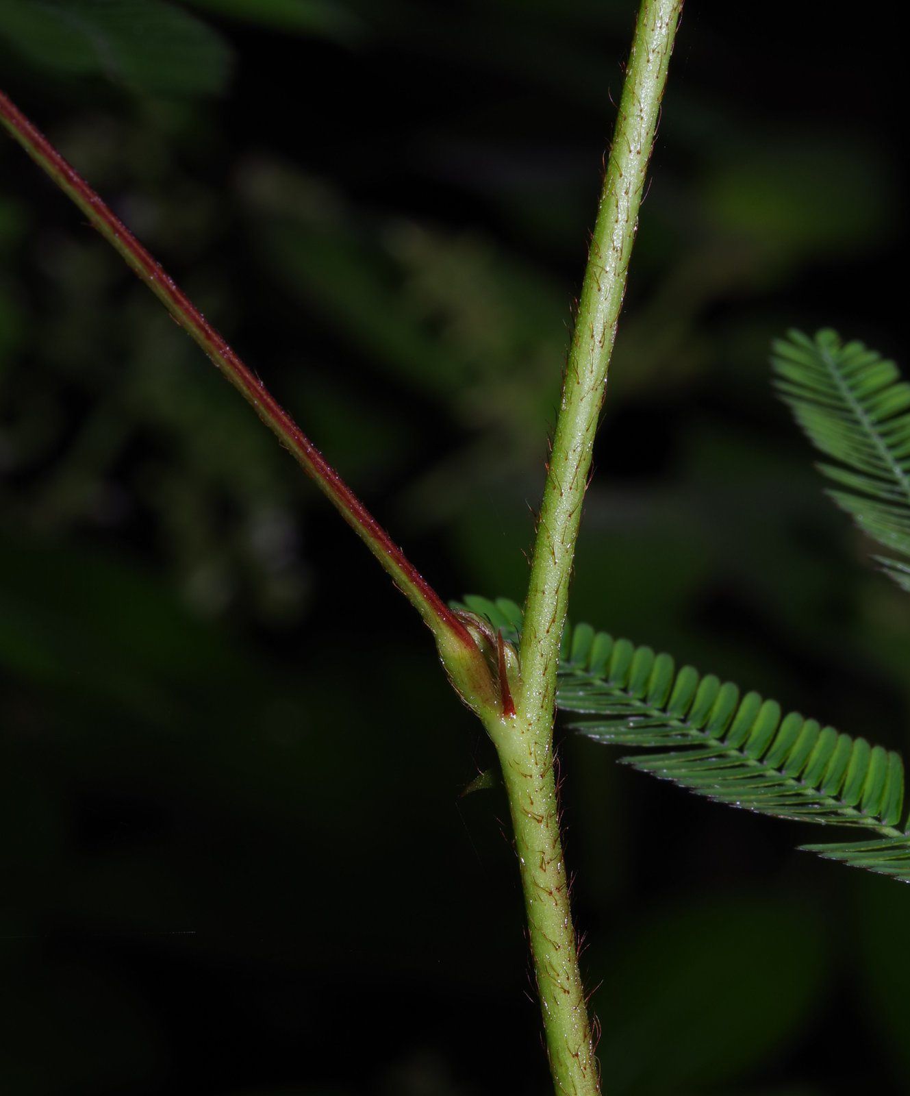 Mimosa polydactyla
