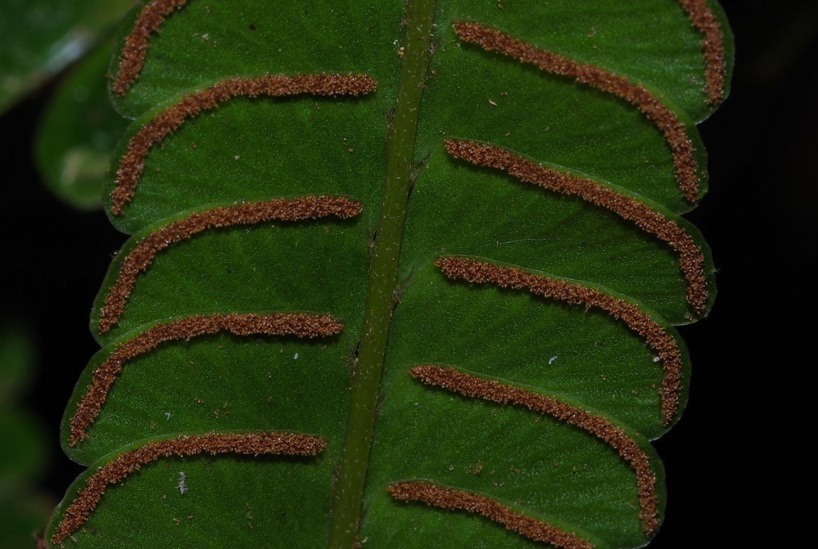 Lindsaea guianensis subsp. guianensis