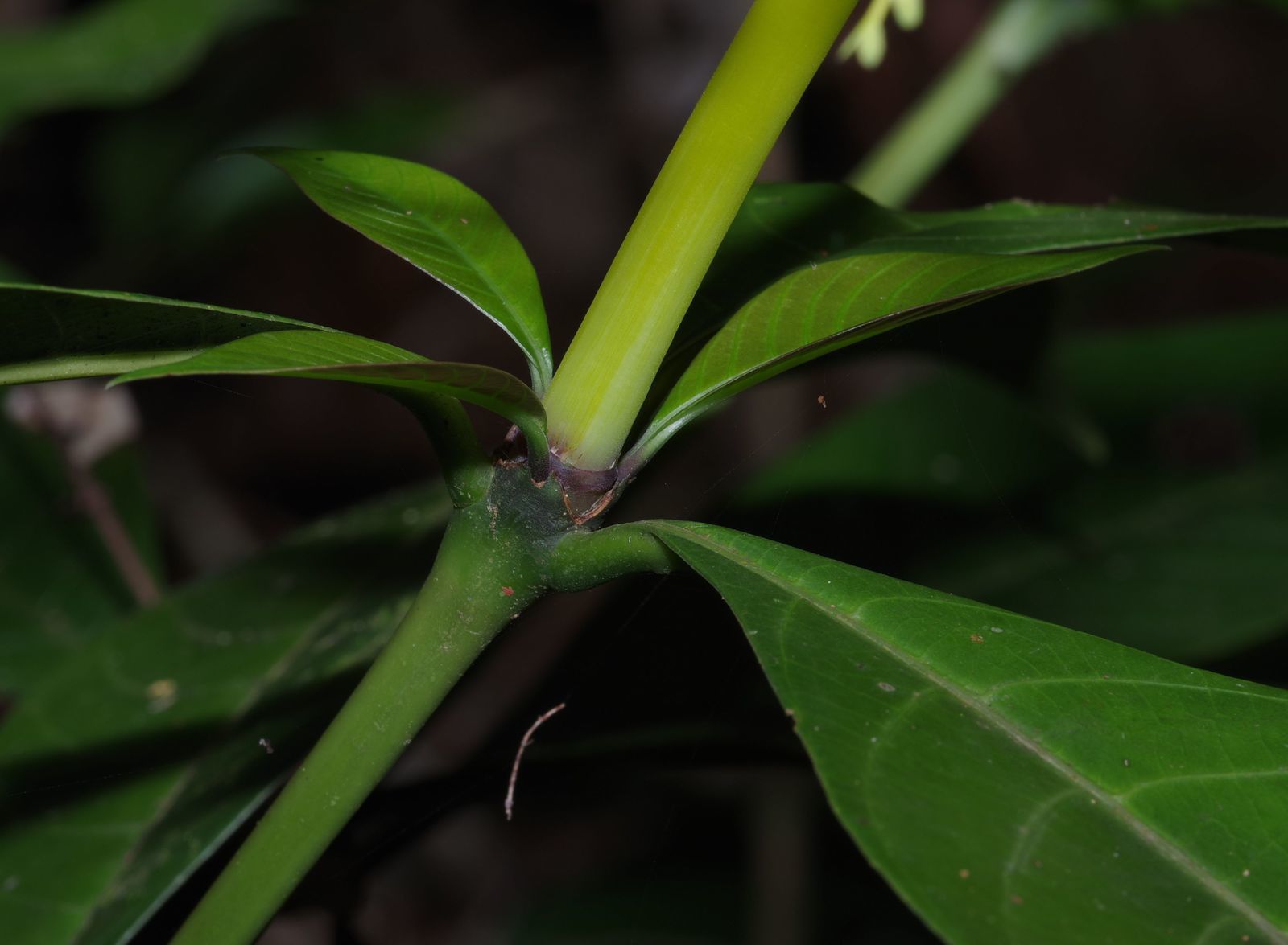 Palicourea quadrifolia