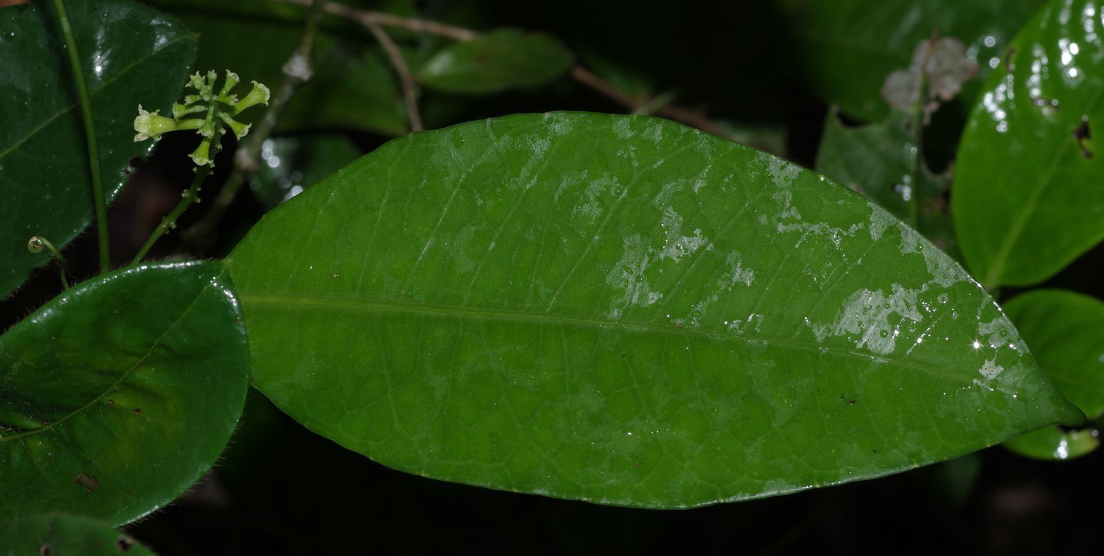 Helmontia leptantha