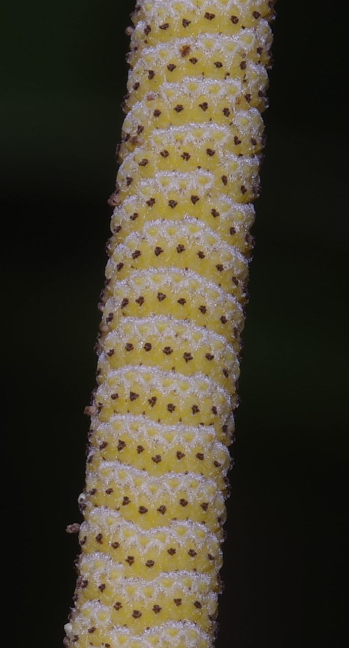 Piper hostmannianum