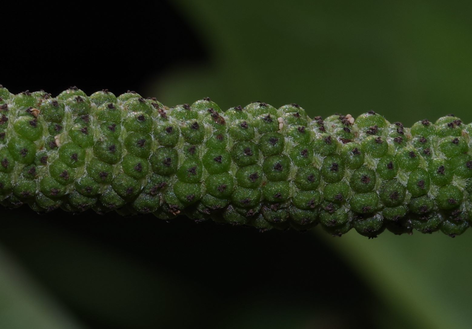 Piper marginatum