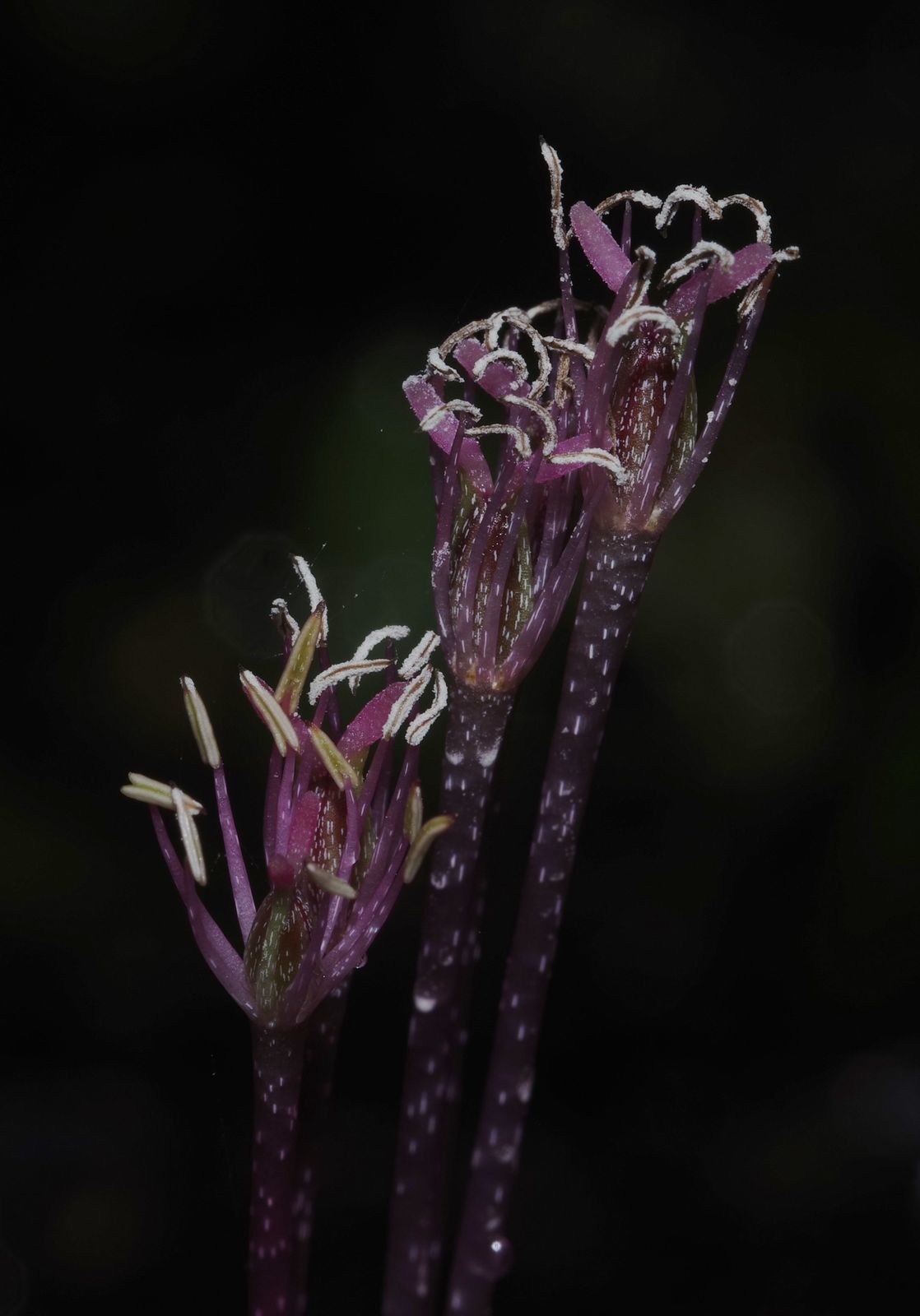 Marathrum capillaceum