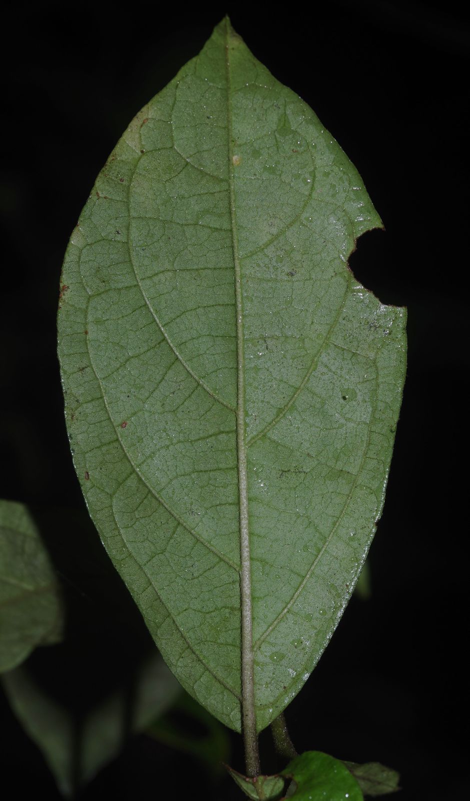 Lycianthes pauciflora