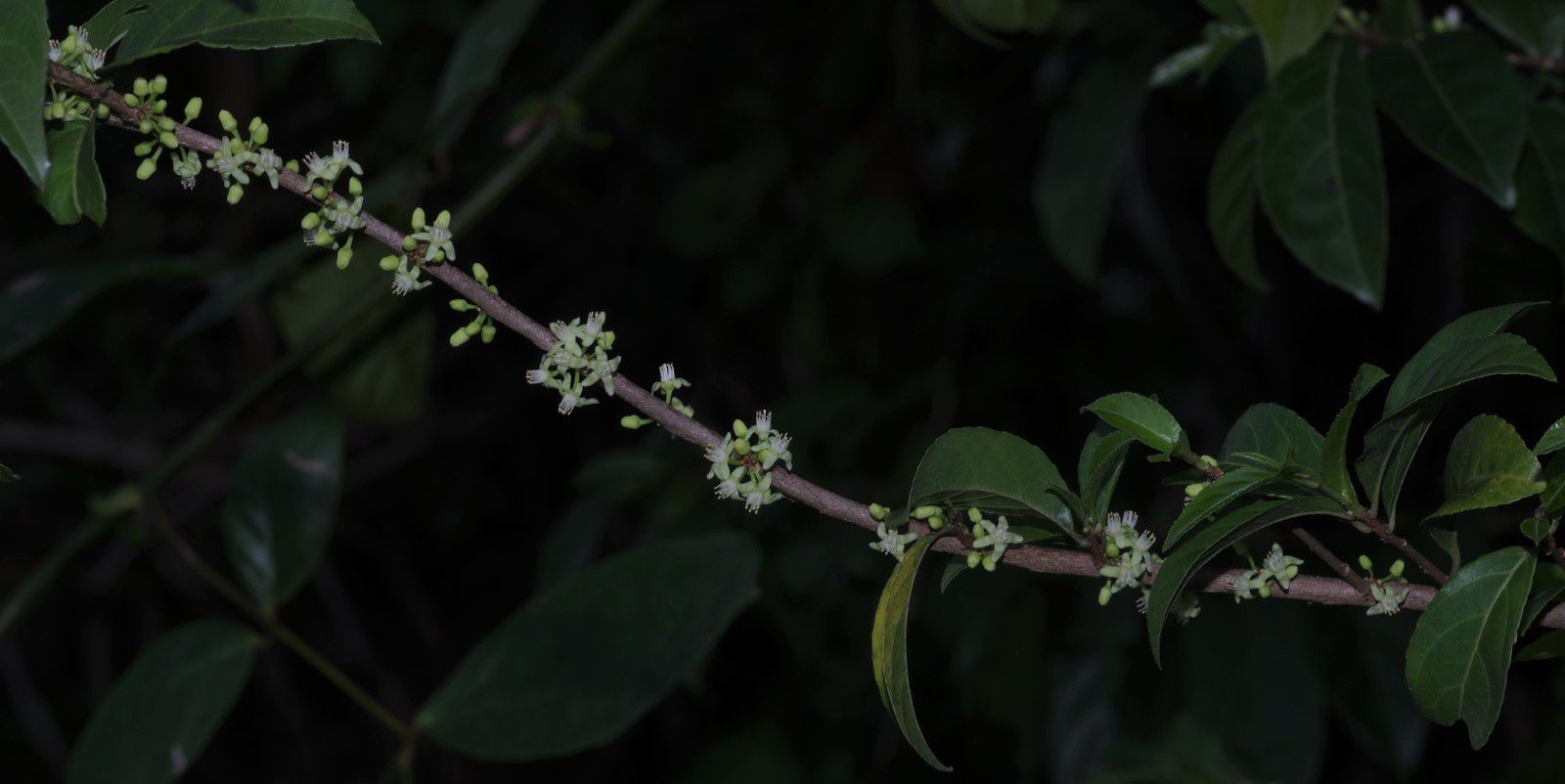 Casearia guianensis