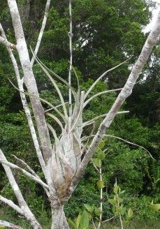 Tillandsia flexuosa