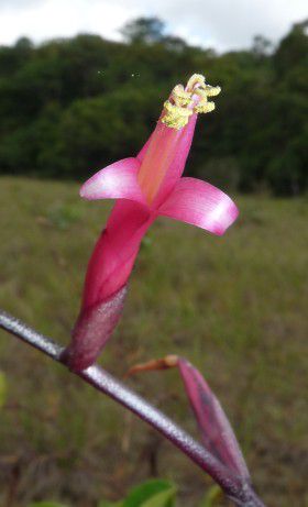 Tillandsia flexuosa