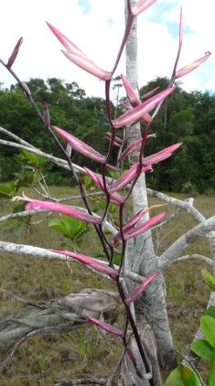 Tillandsia flexuosa