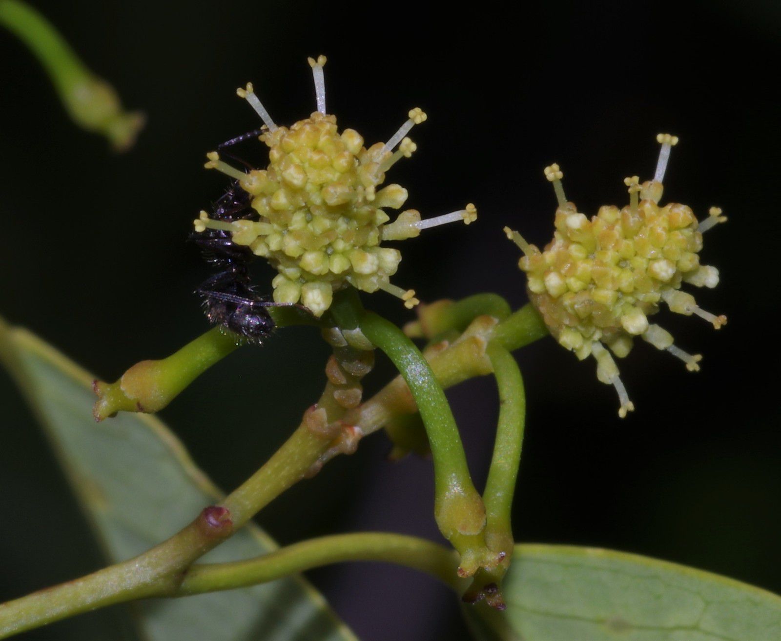 Maprounea guianensis (radié chancre)