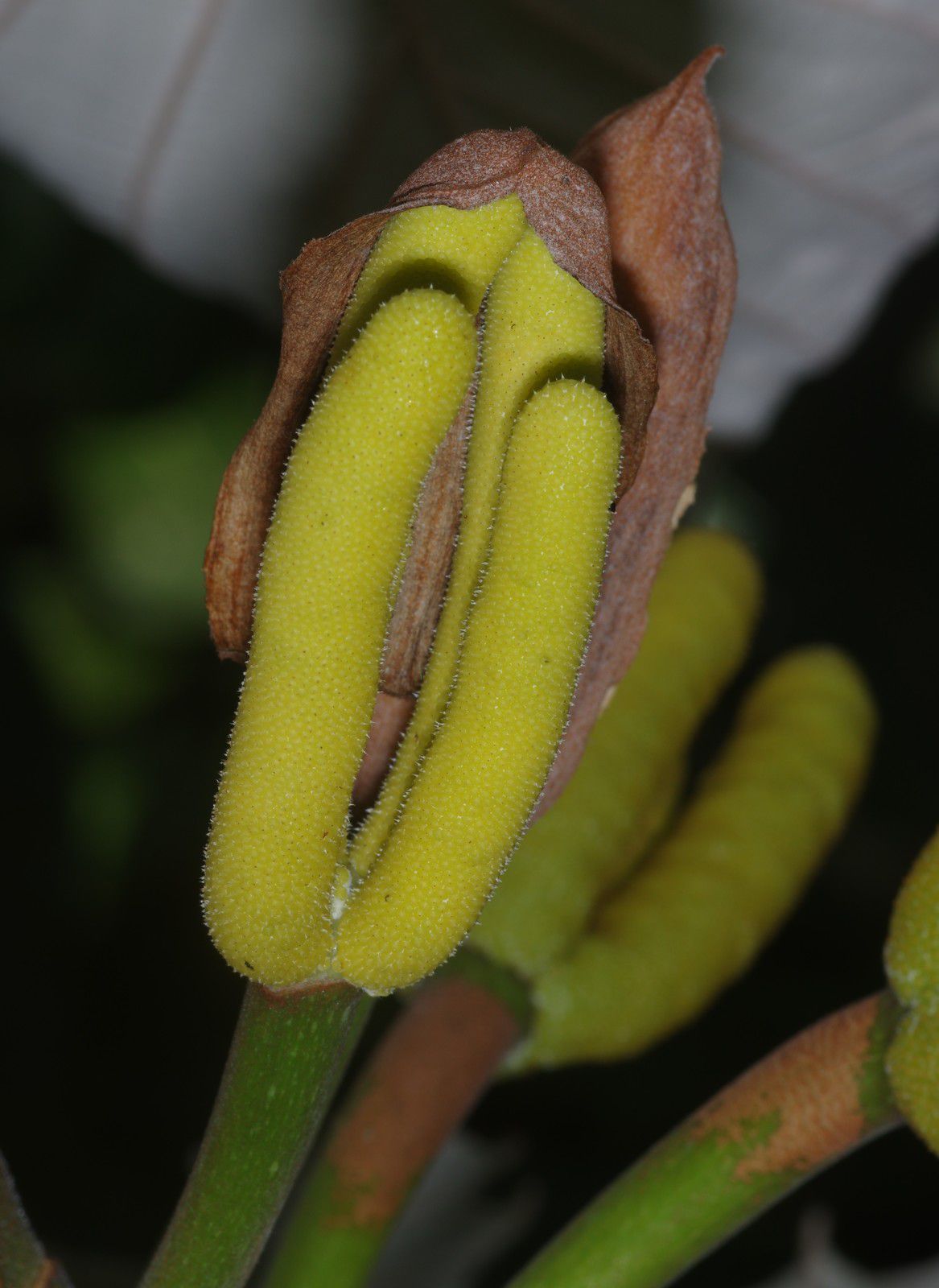 Cecropia obtusa (bois-canon)