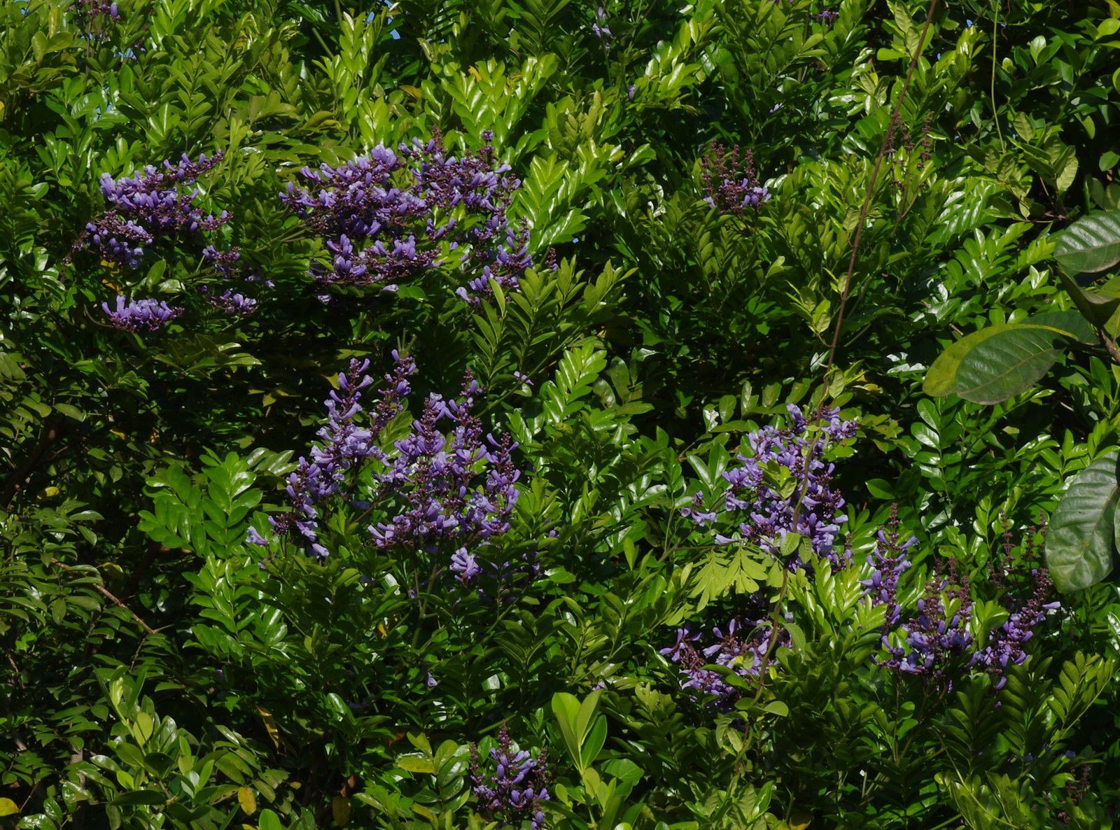 Jacaranda copaia subsp. copaia (copaya)