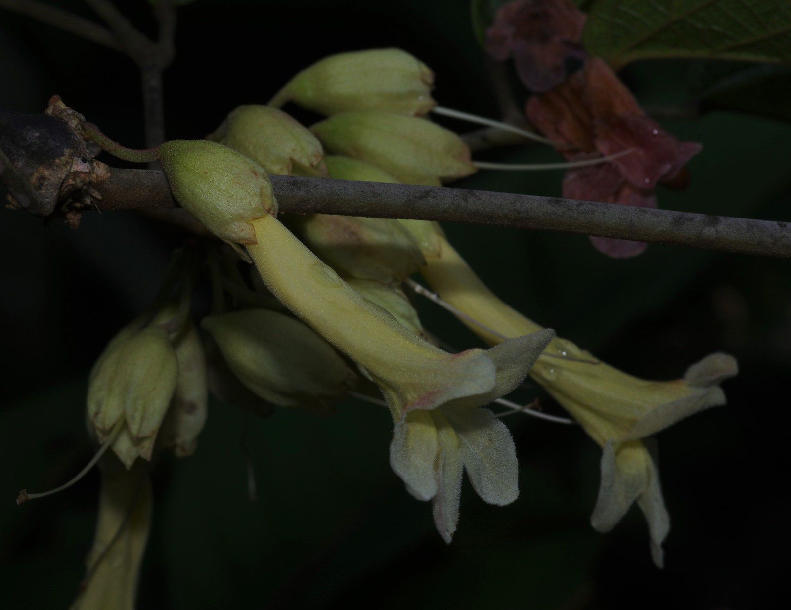 Stizophyllum riparium