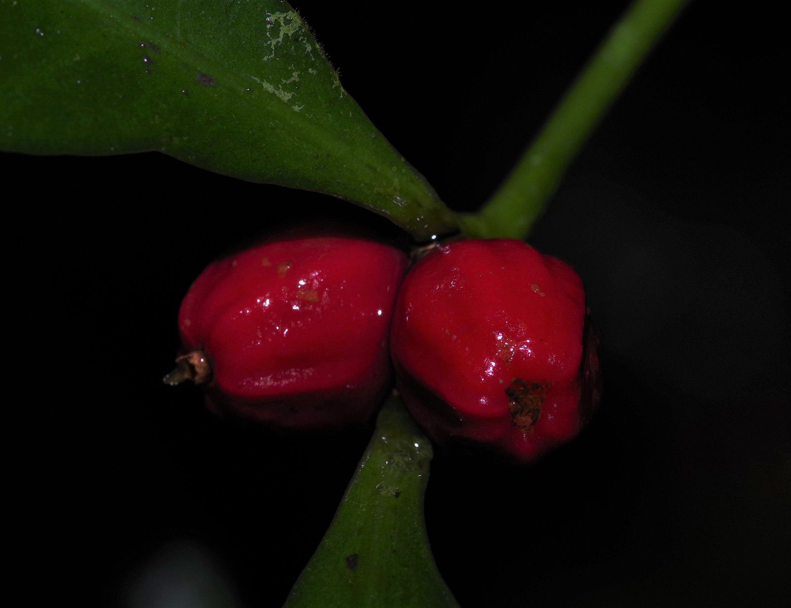 Eumachia kappleri
