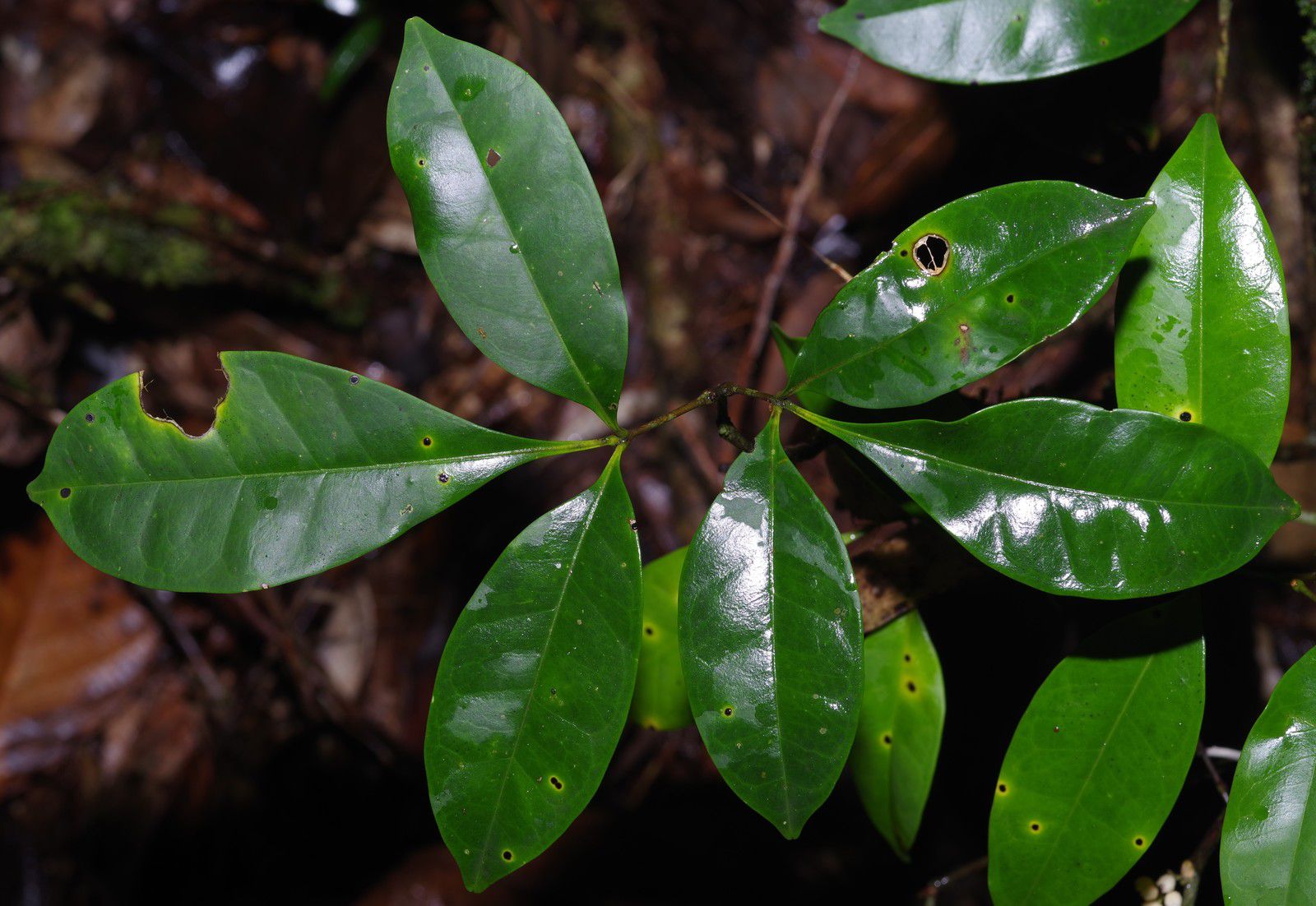 Simaba guianensis subsp. guianensis