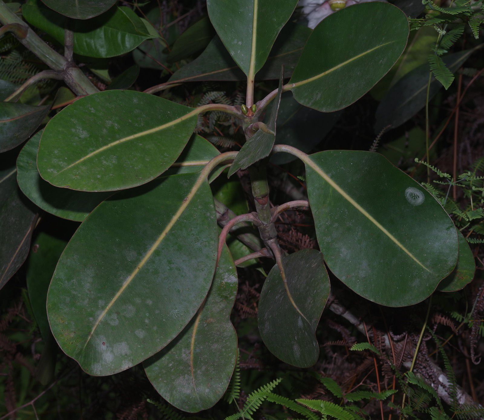 Clusia grandiflora