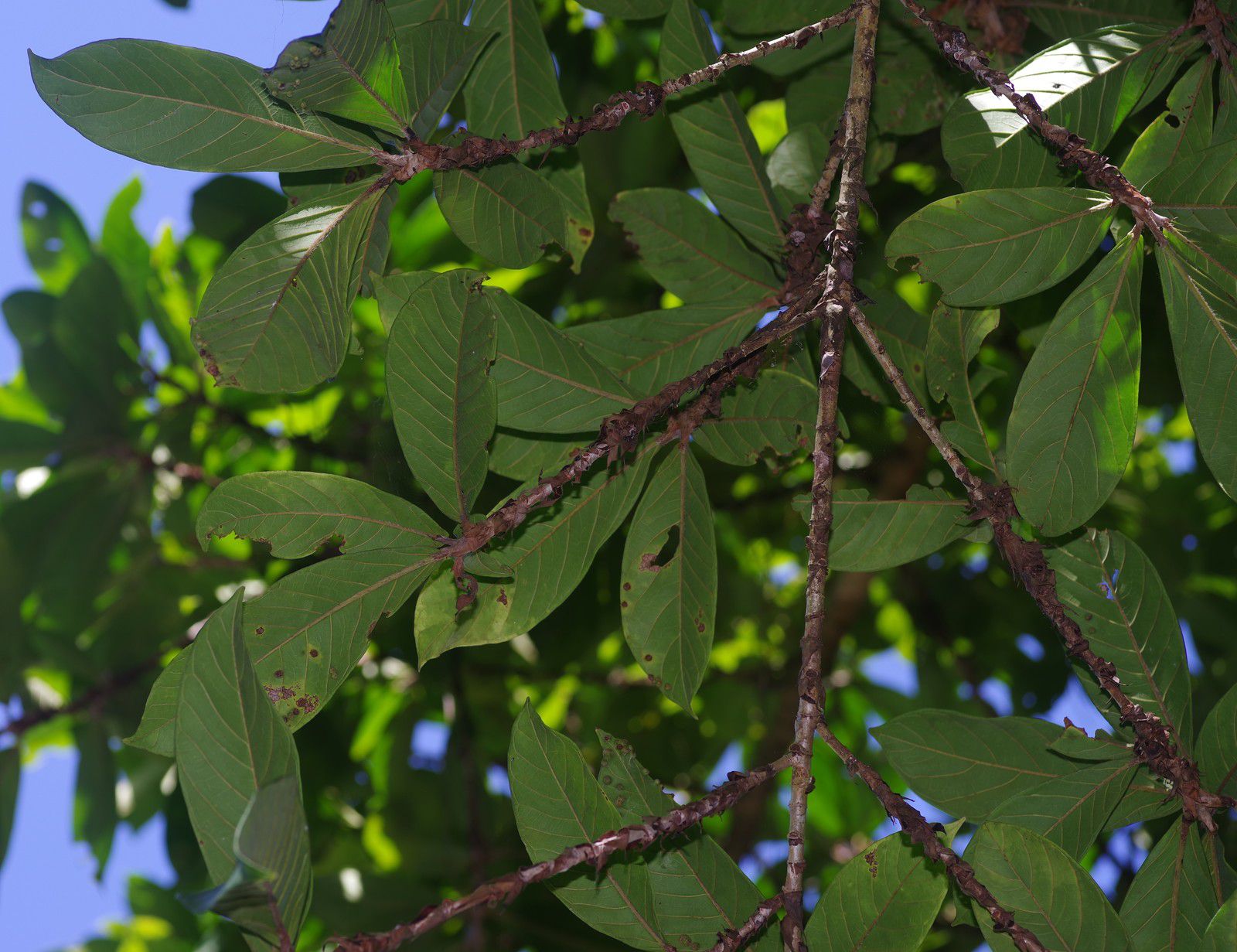 Ficus panurensis