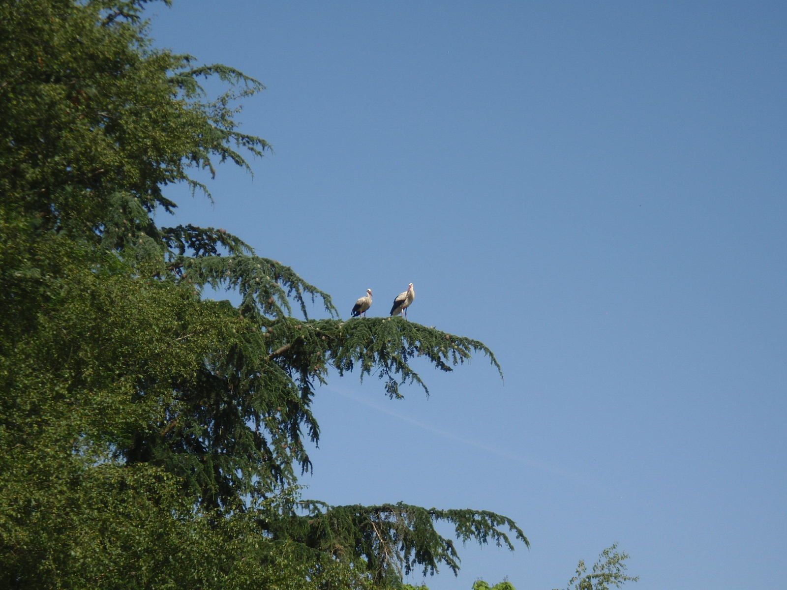 Parc des Oiseaux: Villard les Dombes