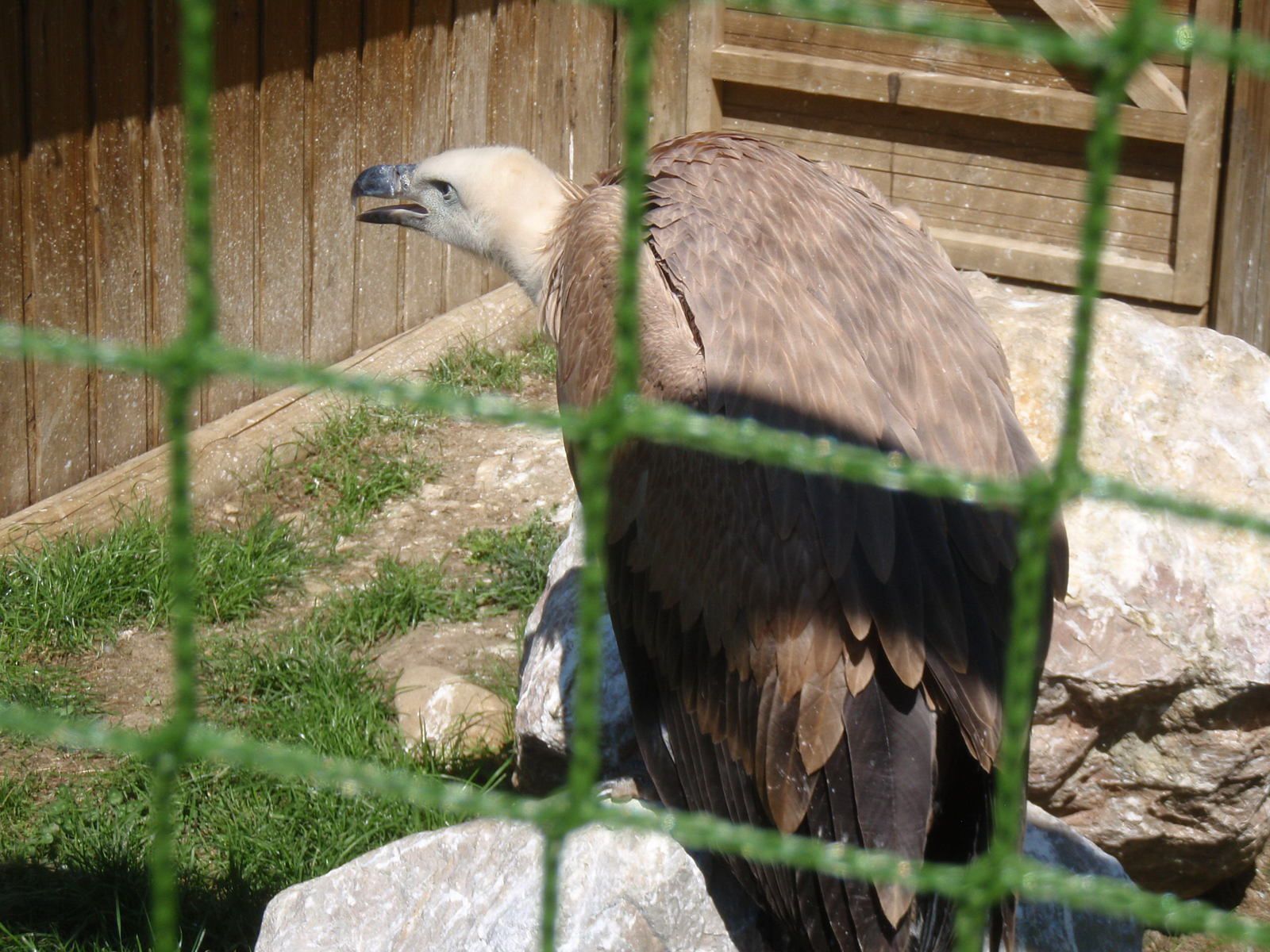 Les Aigles du Léman