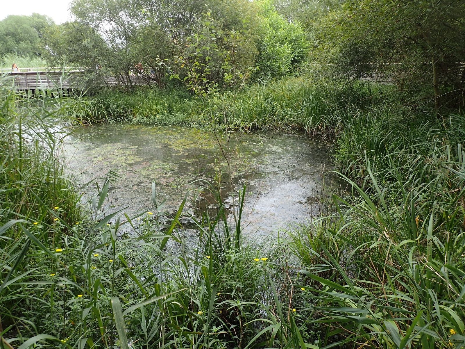 Capbreton: Marais d'Orx (proche Labenne) + Le Sentier de la Dune