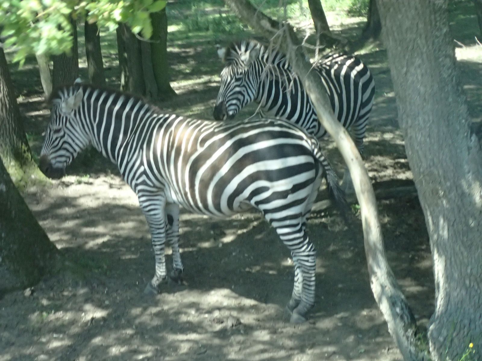 Safari de Peaugre 1/2
