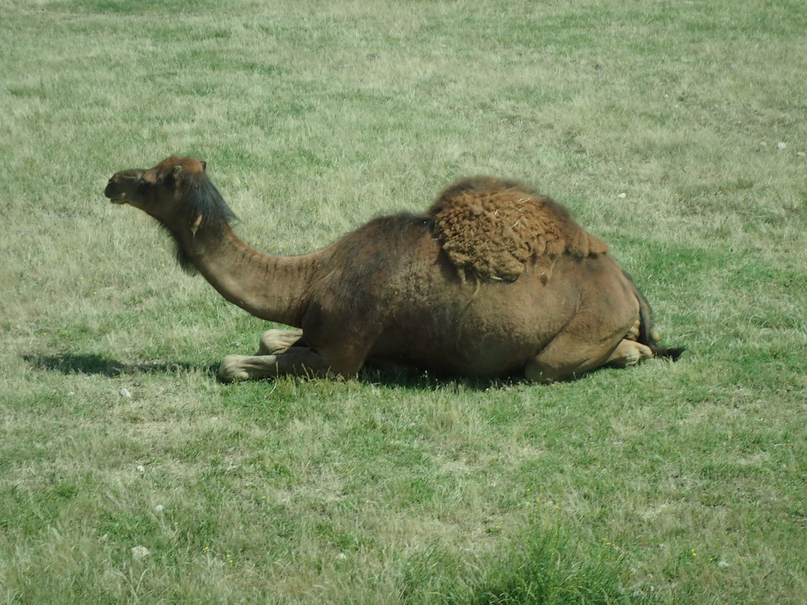 Safari de Peaugre 1/2