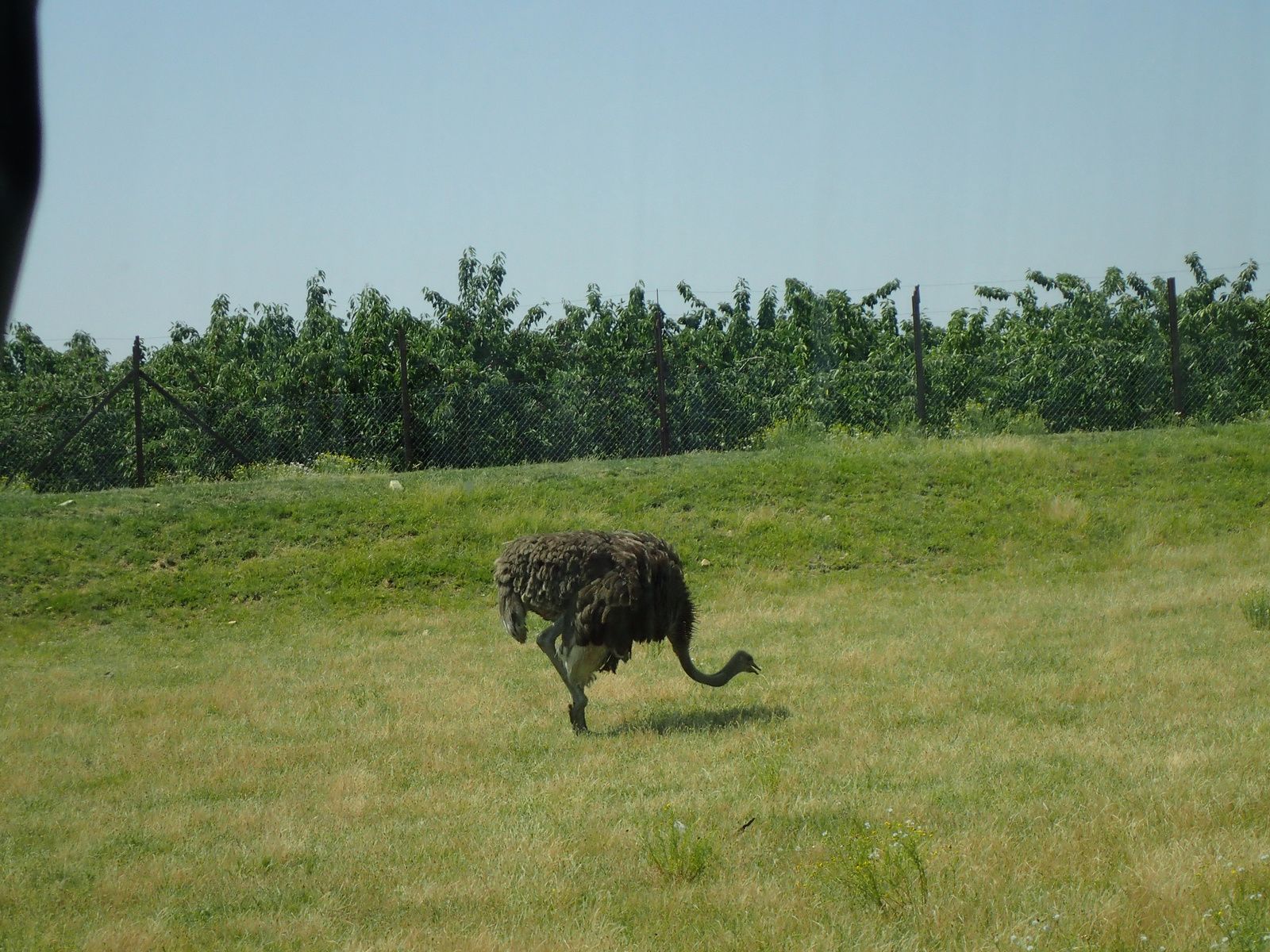 Safari de Peaugre 1/2