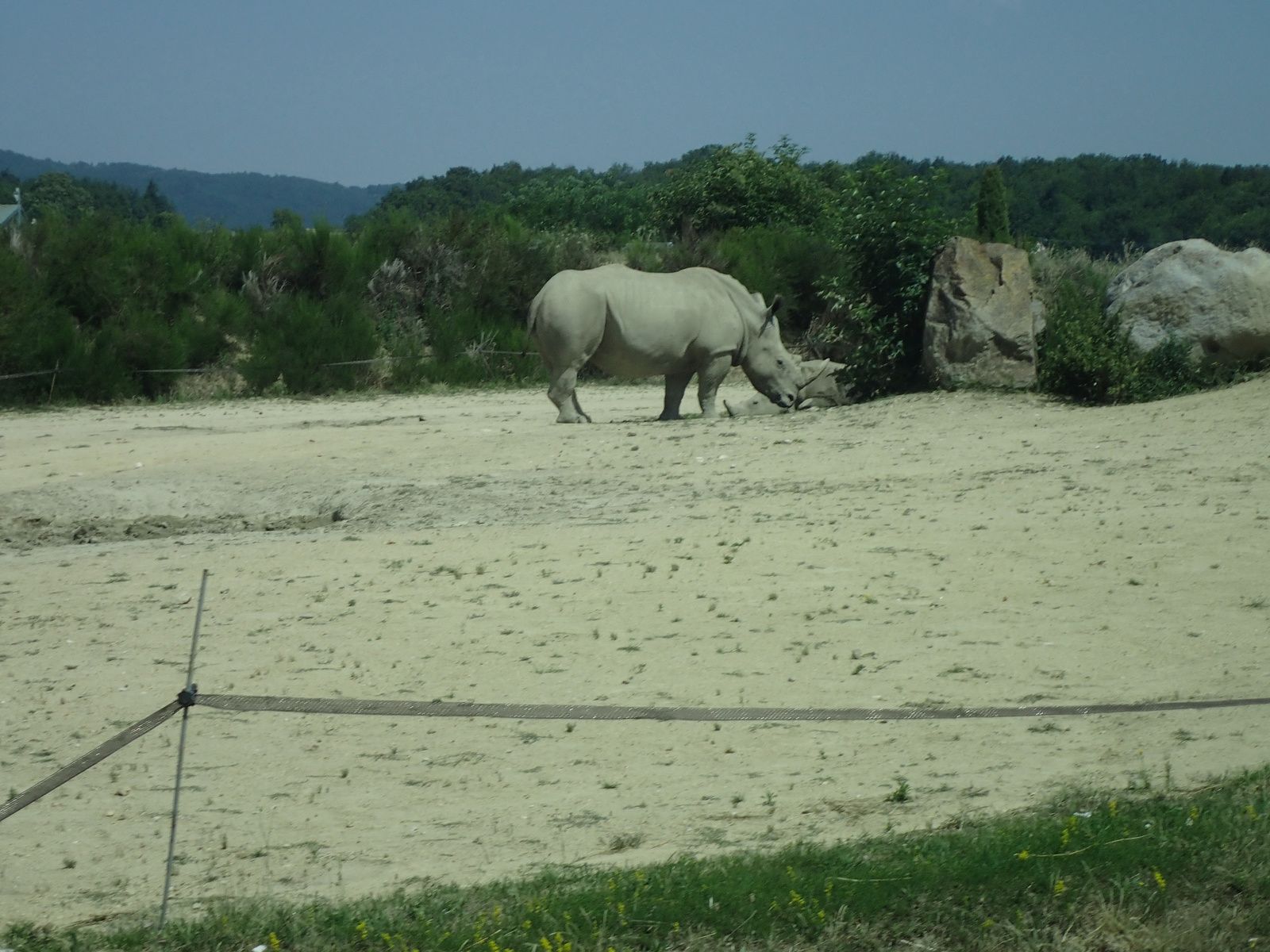 Safari de Peaugre 1/2